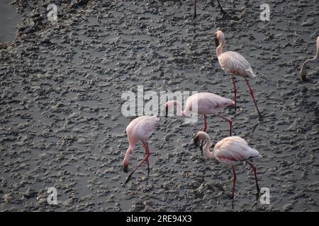 A group of lesser flamingos are seen doing different activity on sea floor Stock Photo