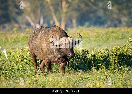 Wild buffalo with horns standing on fresh grass in green meadow in sunshine Stock Photo