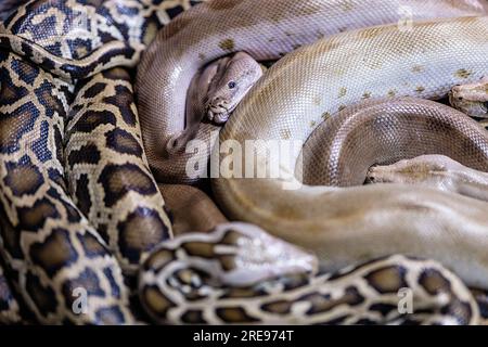 From above of large terrifying Indian pythons with skin reflecting ...