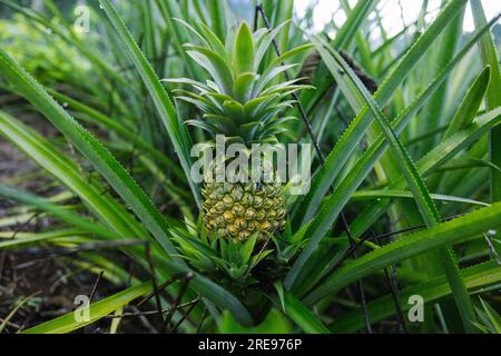 Closeup of fresh pineapple fruit with green plants growing on field in green farm at daylight in French Polynesia islands of Moorea and Tahiti Stock Photo