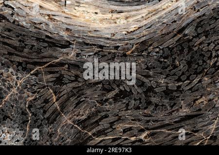 Closeup of textured background of uneven surface of fossilized palm wood with cracks on sunny day Stock Photo
