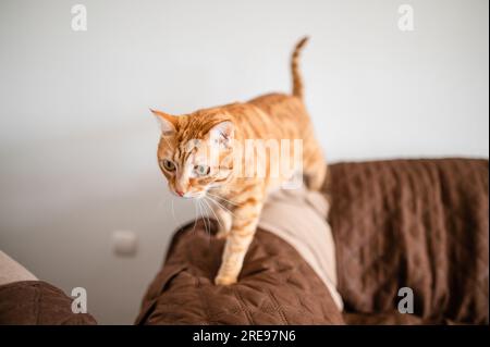 Adorable ginger Bengal cat walking on soft cotton sofa while resting in cozy living room with white wall and looking away Stock Photo
