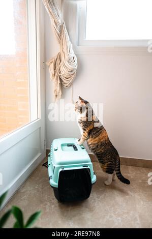 Side view of cute cat standing on floor and on plastic transport cage while looking away through glass window in bright apartment Stock Photo