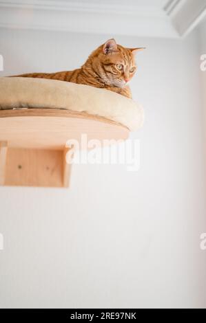 From below side view of cute ginger cat lying on bed by wall close to ceiling of modern living room while looking and stretching down Stock Photo