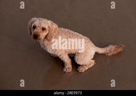 From above of adorable purebred Poodle dog with brown fur sitting on wet sandy ground and looking at camera Stock Photo