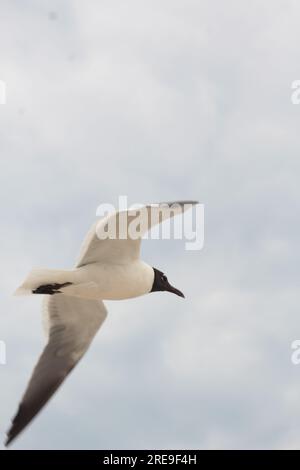Beautiful surroundings in Long Beach Island Stock Photo