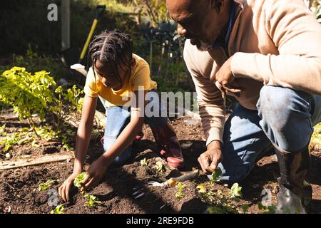African american grandfather and grandson planting in garden Stock Photo