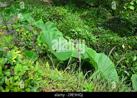 In the city of Rize, Turkey, the natural life is very strong. Forests and tea cultivation areas are rich. Stock Photo