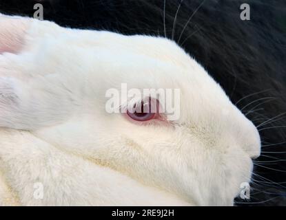 Rabbit gives the camera a wide, pink eye.  Fur is white on this Flemish Giant rabbit. Stock Photo