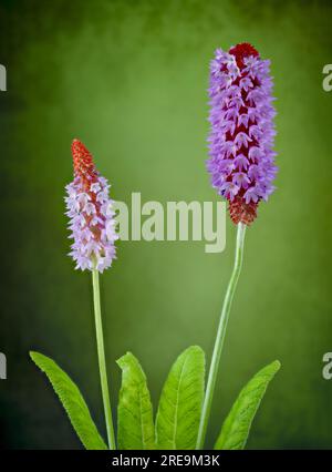 A flowering spike of Primula vialii, which is a Chinese alpine plant that has become popular in the UK, photographed against a plain green background Stock Photo