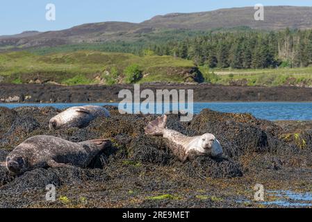 Loch Dunvegan, Isle of Skye, Scotland, UK.  5 June 2023.  Grey seals laying on rocks covered with seaweed off Dunvegan, Isle of Skye in the Scottish H Stock Photo