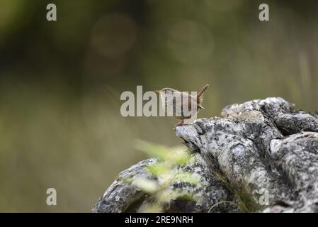 Winter Wren (Troglodytes troglodytes) Perched in Left-Profile on a Rock, Right of Image, Tail Up, Against a Bokeh Background, taken in the UK in July Stock Photo