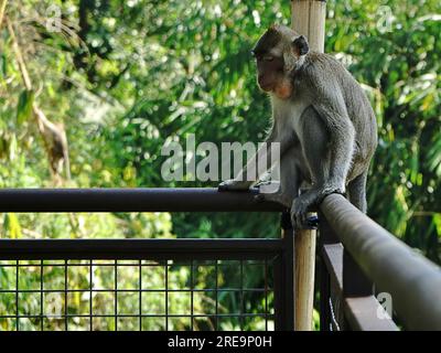 A wild long-tailed monkey (Macaca fascicularis) is sitting on the iron fence Stock Photo
