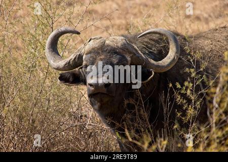 Portrait of African buffalo also known as the Cape Buffalo Stock Photo