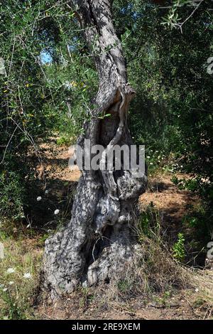 Old olive tree trunk Stock Photo