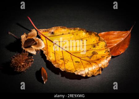 Close-up of a wilted red beech leaf with a single burst beechnut fruit next to it on a black studio background. Stock Photo