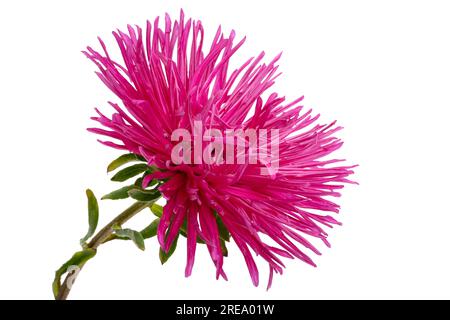 aster flowers isolated on white background Stock Photo