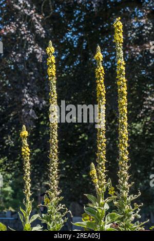 Tall yellow flower spikes of Great Mullein / Veratrum thapsus (maybe a variety). Famous herbal plant. Focus on 2 stalks to right hand side. Stock Photo