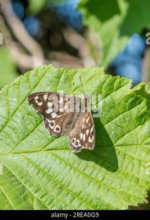 Butterfly settled on Hazel leaf in the summer sunshine. Believed to be a Speckled Wood / Pararge aegeria. Wiged Insects native to UK. Stock Photo