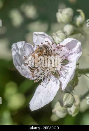 Bee-like insect foraging on massed white Bramble flower. Stock Photo