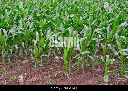 Young maize plants (Zea mays) growing in field Stock Photo