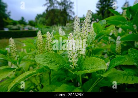 Close-up of a flowering Indian buttercup, Phytolacca acinosa, family Phytolaccaceae. Summer. Stock Photo