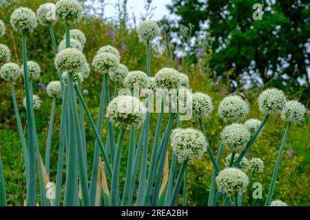 The large white flowers of garden garlic. decorative garden, park plant. very effective decorative element. A bumblebee collects nectar on a flower. Stock Photo