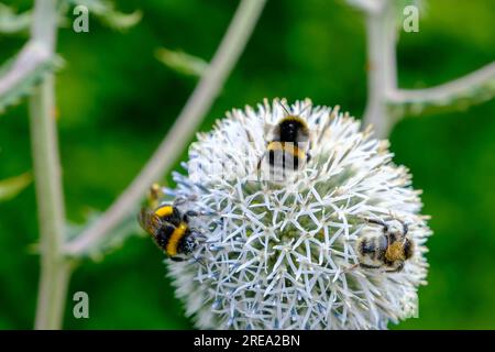 The large white flowers of garden garlic. decorative garden, park plant. very effective decorative element. A bumblebee collects nectar on a flower. Stock Photo