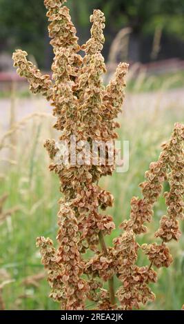 Part of a sorrel bush (Rumex confertus) growing in the wild with dry seeds on the stem Stock Photo