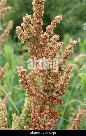 Part of a sorrel bush (Rumex confertus) growing in the wild with dry seeds on the stem Stock Photo