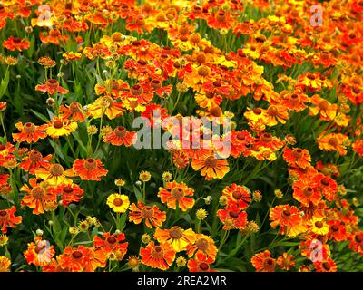Closeup of the summer long herbaceous multicoloured perennial garden plant helenium Waltraut or Sneezeweed filling the frame. Stock Photo