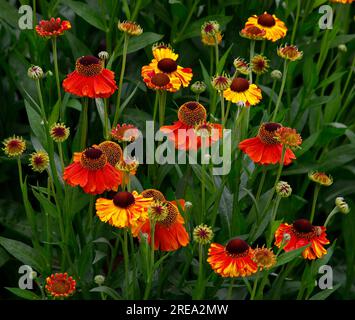 Closeup of the multicoloured herbaceous perennial garden plant helenium Waltraut or Sneezeweed filling the frame. Stock Photo