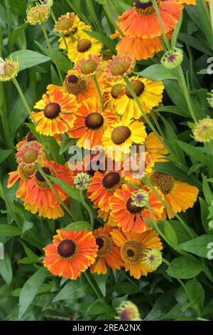 Vertical image closeup of the multicoloured summer long herbaceous garden perennial helenium Waltraut or Sneezeweed. Stock Photo
