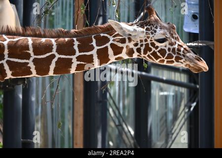 Small giraffe Stock Photo