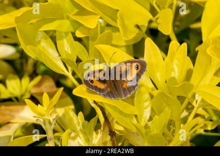 Gatekeeper or hedge brown butterfly, Pyronia tithonus. Stock Photo
