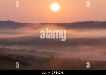 Sunrise over a shallow wooded valley with glowing orange sky and light mist lit by the sun. Bracken and bushes cover the foreground view into the Vall Stock Photo