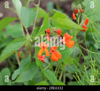 Common bean (Phaseolus vulgaris) blooms in open ground in the garden Stock Photo