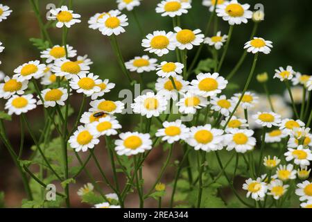In summer, Tanacetum parthenium blooms in nature Stock Photo