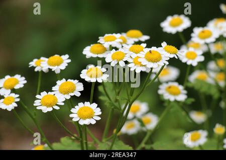 In summer, Tanacetum parthenium blooms in nature Stock Photo