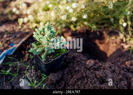 Planting Blue star juniper into soil. Groundcover evergreen ready for transplanting in fall garden. Hole dug with shovel Stock Photo