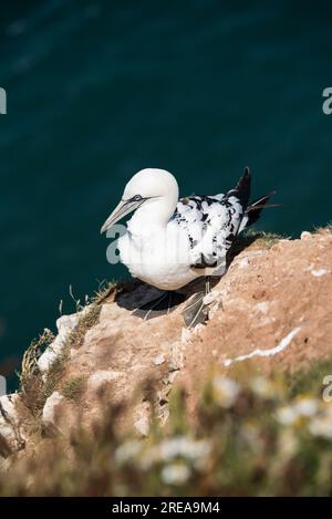 Sub adult northern gannet stands on the cliff. Stock Photo