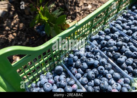 On the plantation, which is irrigated in July, the time of ripe berries and the first blueberry harvest. Pickers pluck sweet-sour juicy berries from t Stock Photo