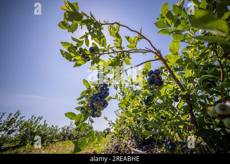 Blueberry bushes on an irrigated plantation. Mid-July is the time of ripe berries and the first harvest. Large sweet and sour juicy berries on the bra Stock Photo
