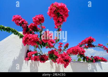 bougainvillea on a whitewashed wall against blue sky. Agistri island, Saronic island group. Summer 2023 Stock Photo