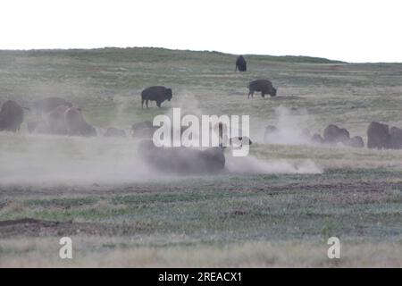 Bison Rolling In Dirt Stock Photo