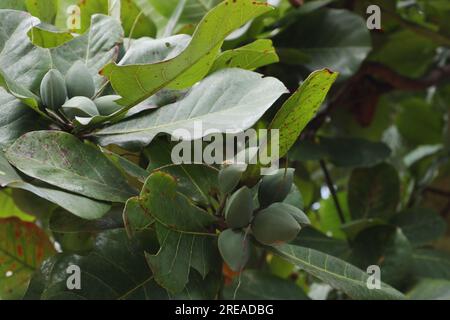 Low angle view of a Tropical Almond twig with green fruits, also known as the Beach Almond (Terminalia Catappa) Stock Photo
