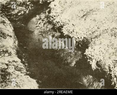 'Ecological study of the Amoco Cadiz oil spill : report of the NOAA-CNEXO Joint Scientific Commission' (1982) Stock Photo
