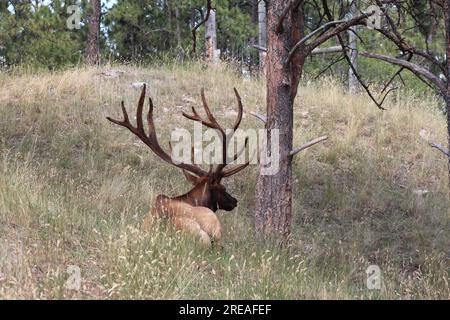 bull elk in the grass resting on a hot summer day Stock Photo