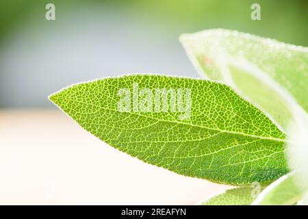 Green leaf os Salvia officinalis, common sage, a small evergreen subshrub used as a culinary herb. Stock Photo