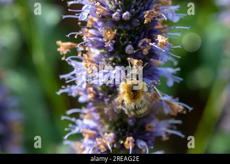 Honey bee insect pollinates purple flowers of agastache foeniculum anise hyssop, blue giant hyssop plant close up Stock Photo